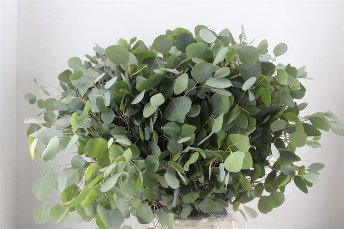 <h4>Euca Populus 300gr P Bunch</h4>