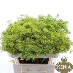 ANETHUM GRAVEOLENS ANETHUM GRAVEOLE