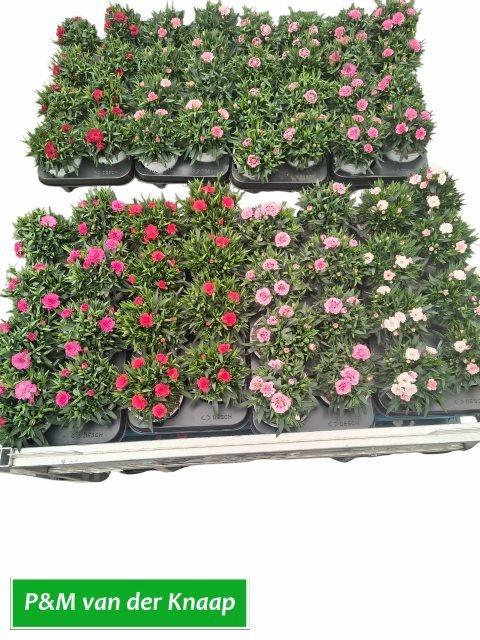 <h4>DIAN MIXKAR 7 KLEUR</h4>