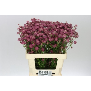 Astrantia Capri