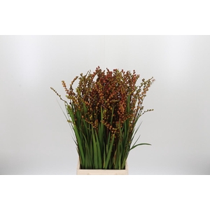 Crocosmia Klbl Met Bes