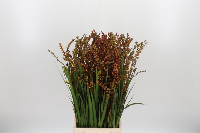 <h4>Crocosmia Klbl Met Bes</h4>