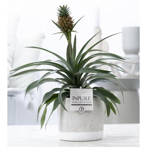 Ananas Rosita in P&PURE Jade ceramics
