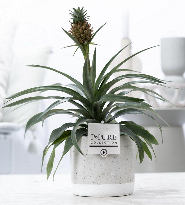 <h4>Ananas Rosita in P&PURE Jade ceramics</h4>