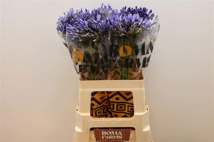 <h4>AGAP BLUE HEAVEN</h4>