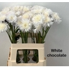 CENTAU WHITE CHOCOLATE