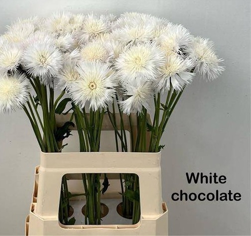 CENTAU WHITE CHOCOLATE