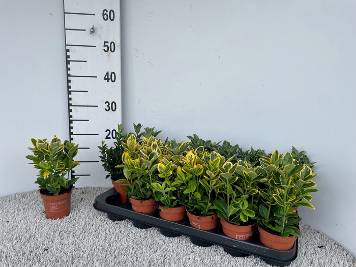 <h4>EUONYMUS JAP GEM</h4>
