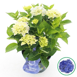 Hydrangea macr. Music Collection® 'Blue Ballad'® C5 (23cm.) Kn.
