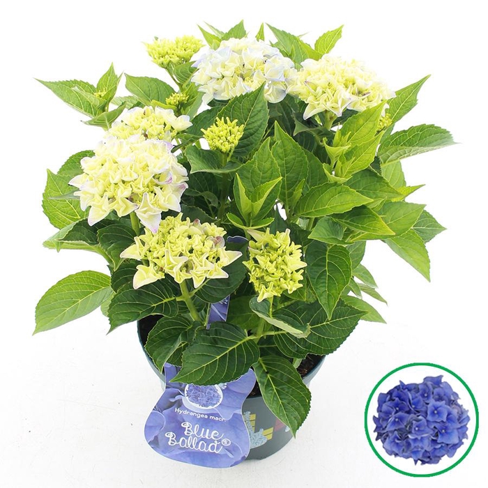 <h4>Hydrangea macr. Music Collection® 'Blue Ballad'® C5 (23cm.) Kn.</h4>