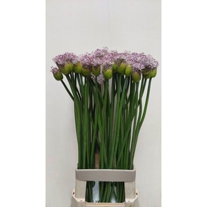ALLIUM GROOTBLOEMIG