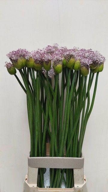 <h4>ALLIUM GROOTBLOEMIG</h4>