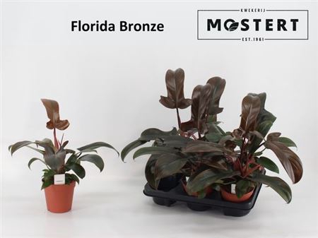 <h4>Phil Florida Bronze</h4>