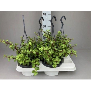 Portulacaria afra
