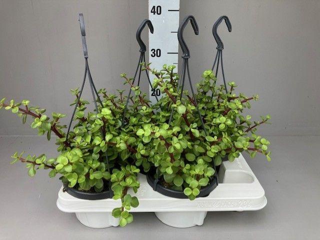 <h4>Portulacaria afra</h4>
