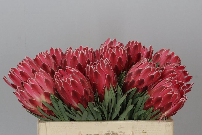 <h4>Protea Venus</h4>