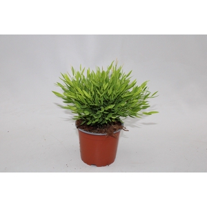 Bamusa Pogonatherum 'Monica