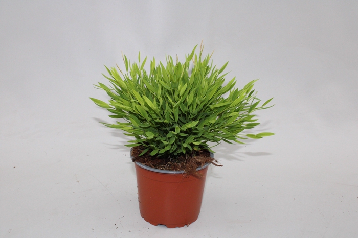 <h4>Bamusa Pogonatherum 'Monica</h4>