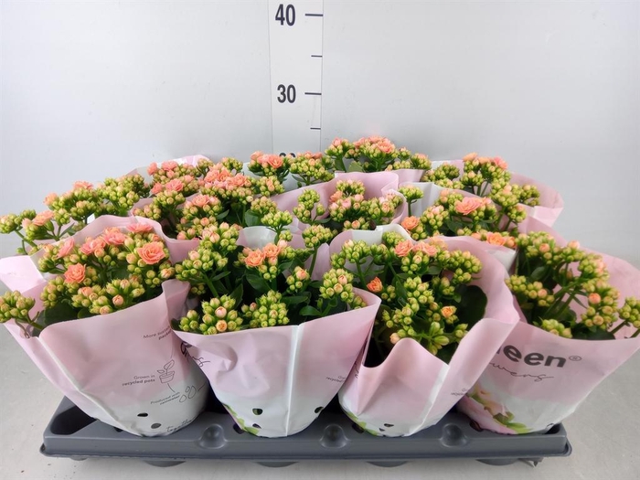 <h4>Kalanchoe   ...</h4>