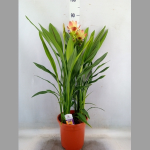 Curcuma alism. 'Siam Solar'