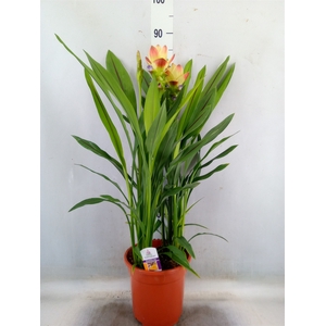 Curcuma alism. 'Siam Solar'