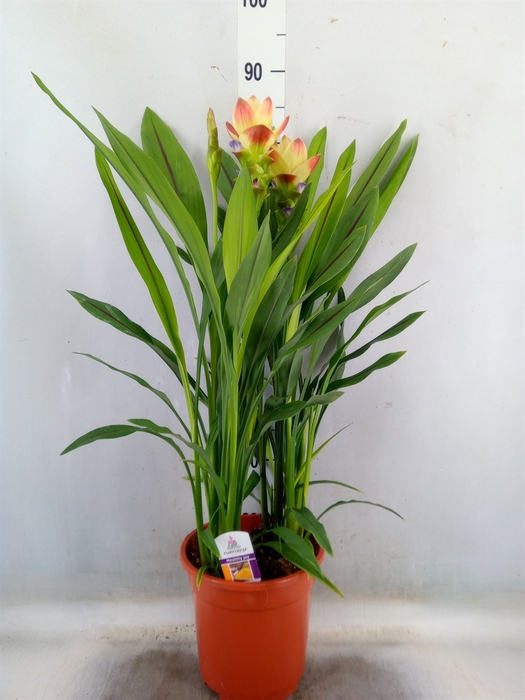 <h4>Curcuma alism. 'Siam Solar'</h4>