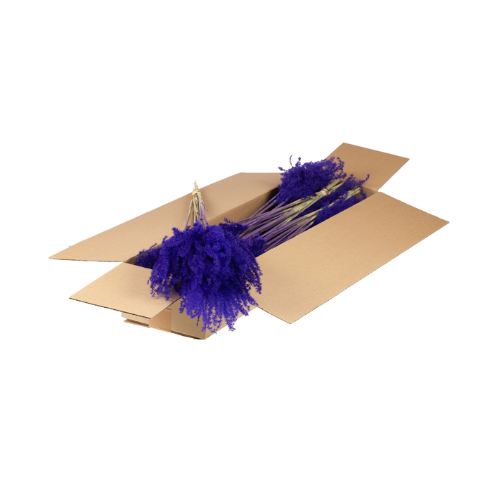 <h4>Fluffy Reed Grass 10pc Sb Purple</h4>