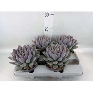 Pachyphytum  'Draco'