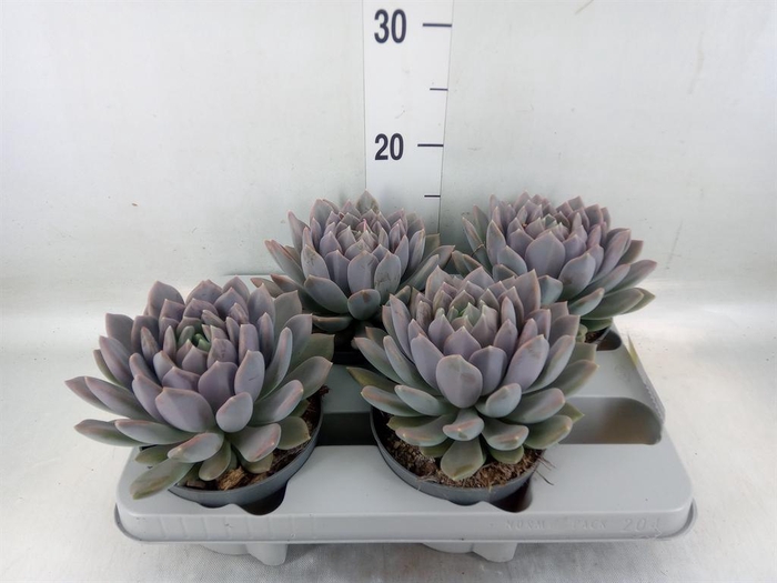 <h4>Pachyphytum  'Draco'</h4>