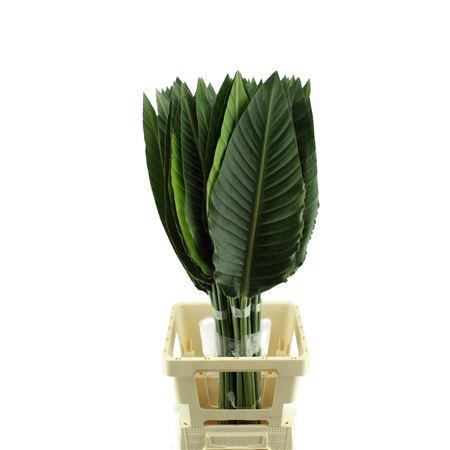 <h4>STRELITZIA BLAD</h4>