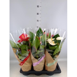 Anthurium   ...mix 4