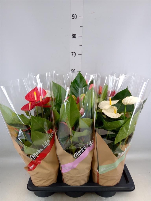<h4>Anthurium   ...mix 4</h4>