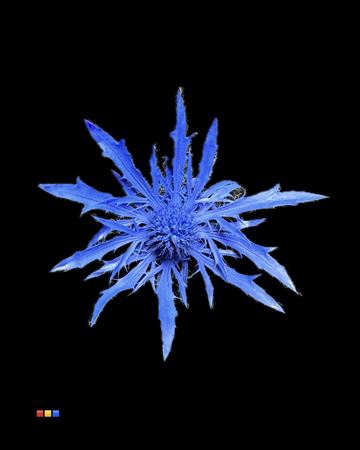 <h4>Eryngium Blue</h4>