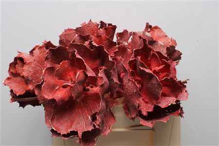 Hakea Victoria Red Frosted