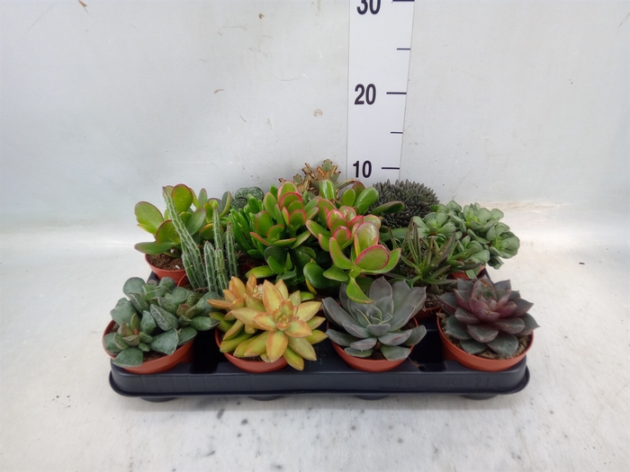 <h4>Succulents   ...</h4>