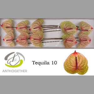 ANTH A TEQUILA