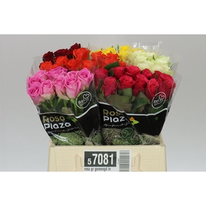 Rosa Gr Gemengd In Fust