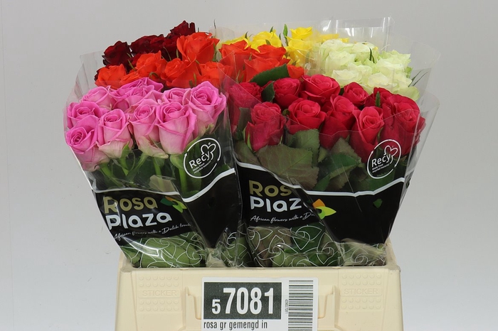<h4>Rosa Gr Gemengd In Fust</h4>