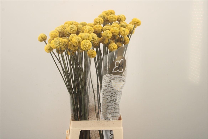 <h4>Craspedia Paintball Pop</h4>