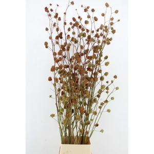 GLYCYRRH YUNNANEN ZD 200CM