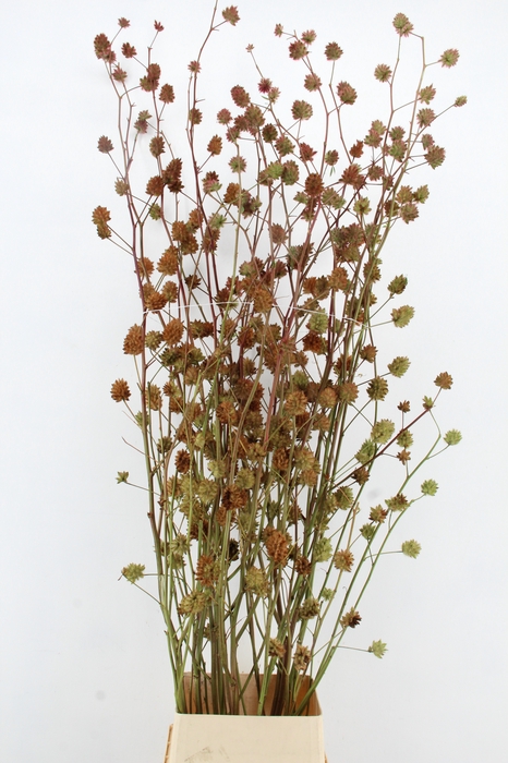 <h4>GLYCYRRH YUNNANEN ZD 200CM</h4>