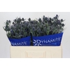 Eryngium Blue Dynamite