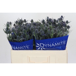Eryngium Blue Dynamite