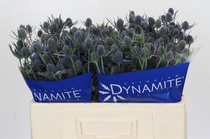 Eryngium Blue Dynamite