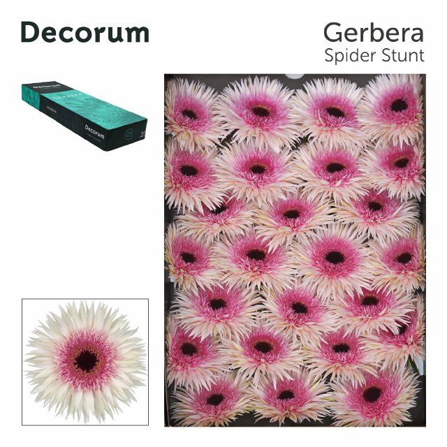 <h4>Gerbera Spider Stunt Doos</h4>