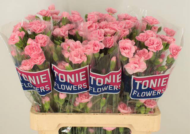 <h4>DI TR PINK AMELIE</h4>