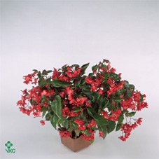 Begonia Dragonwing Rood