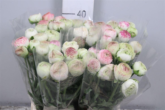 <h4>Ran Aazur Pi Stripe</h4>