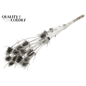 Cardi Distel Natural 5pc/bunch 70cm Platina