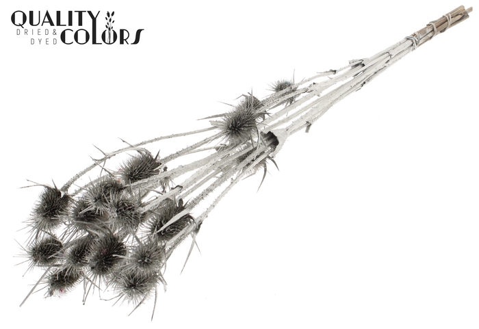 <h4>Cardi Distel Natural 5pc/bunch 70cm Platina</h4>